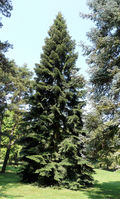 Abies nordmanniana (Steven) Spach – Photo: Andrea Moro 2008, Dryades TSB56504.jpg