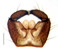 Leptosciarella perturbata Hypopygium PT.jpg