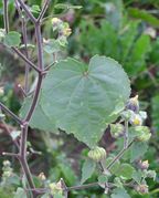 Abutilon theophrasti 2006.10.11 17.01.14-pa110055.jpg