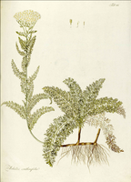 Achillea crithmifolia.png