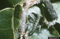 Acrobasis nuxvorella IPM1224073.jpg