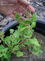 Amaranthus viridis IPM5225098.jpg