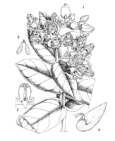 Calotropis gigantea PROTA drawing.png