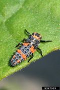 Coccinella septempunctata IPM5367933.jpg