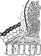 Coleosporium senecionis (Pers.) Fr. Abb0108 (Gäumann 1959, Rostpilze Mitteleuropas).png