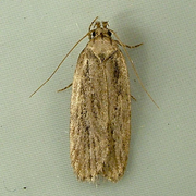 Depressaria pastinacella BugGuide2.png