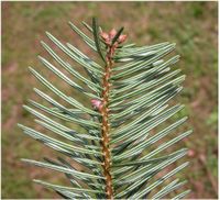 Abies nordmanniana (Steven) Spach – Photo: Andrea Moro 2005, Dryades TSB28076.jpg