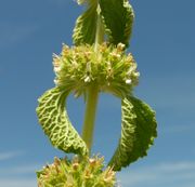 Marrubium vulgare L.