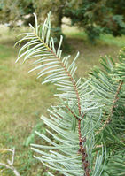 Abies grandis (Douglas ex D. Don) Lindl. – Photo: Andrea Moro 2008, Dryades TSB58407.jpg