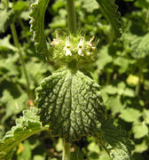 Inflorescence and leaves of Marrubium vulgare L. (photo Andrea Moro 2009)