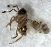 Microterys nietneri female.jpg