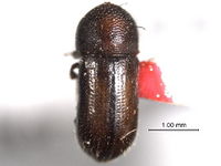 Trypodendron betulae BOLDsystem.jpg