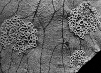Aecidiengruppen auf Ranunculus Ficaria L. Abb0265-o (Gäumann 1959, Rostpilze Mitteleuropas).png