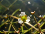 Flower of Alisma gramineum Lej. (photo Julia Kruse 2009)