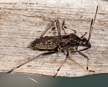 Alydus calcaratus MHNT Profil.jpg