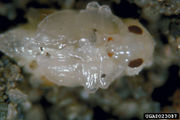 Aphthona cyparissiae IPM0023087.jpg