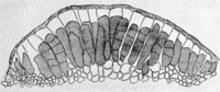 Coleosporium campanulae (Pers.) Lev. Abb0100 (Gäumann 1959, Rostpilze Mitteleuropas).png