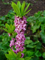 Daphne mezereum 004.JPG