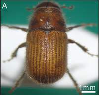 Dendroctonus rhizophagus RevMexBiodiv 2012.png