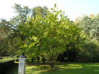 Acer ginnala Maxim. – Photo: Andrea Moro 2008, Dryades TSB59572.jpg