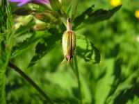 Geranium sylvaticum JuliaKruse 3.jpg