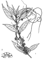 Linedrawing Cuscuta australis.gif