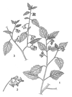 Linedrawing Solanum americanum.gif