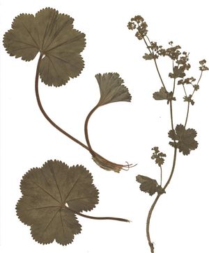 Alchemilla filicaulis Herbar.jpg