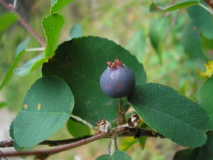 Amelanchier ovalis JuliaKruse 1.jpg