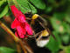 Bumblebee October 2007-1.jpg