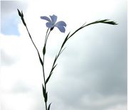 Linum narbonense L.