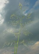 Deschampsia cespitosa (L.) P. Beauv. subsp. cespitosa (photo Andrea Moro 2006)