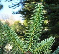 Abies pinsapo Boiss. – Photo: Andrea Moro 2007, Dryades TSB40140.jpg