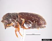 Hypothenemus obscurus IPM5461711.jpg