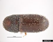 Hypothenemus obscurus IPM5461712.jpg