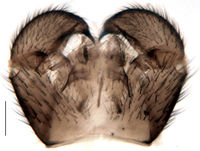 Leptosciarella multispinosa Hypopygium KH3061.jpg