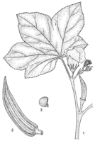 Linedrawing Abelmoschus esculentus.gif