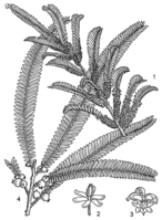 Linedrawing Phyllanthus emblica.gif