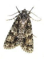 Acronicta rumicis 04.JPG