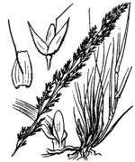 Schematic drawing of Agrostis canina L. (drawing Coste & Flahault 1901-1906)