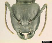 Camponotus pennsylvanicus IPM5379980.jpg