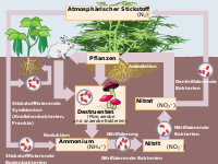 Cicle del nitrogen de.svg