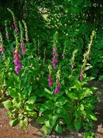 Digitalis purpurea 001.JPG