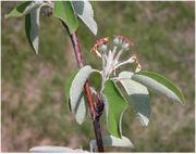 Amelanchier ovalis Medik.