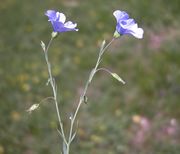 Linum austriacum subsp. tommasinii (Reichenb.) Greuter & Burdet