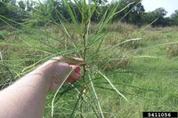 Parkinsonia aculeata IPM5411056.jpg