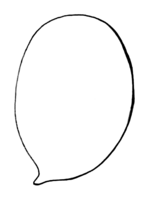 Polyporales-basidiospore-shape-broadly-ellipsoid.png