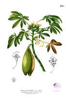 Ceiba pentandra Blanco2.238.png