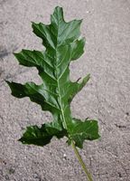 Acanthus mollis L. – Photo: Andrea Moro 2005, Dryades TSB23743.jpg