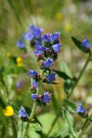 Echium vulgare 2.JPG